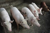 Hải quan có công văn hoả tốc chặn dịch tả lợn châu Phi vào Việt Nam